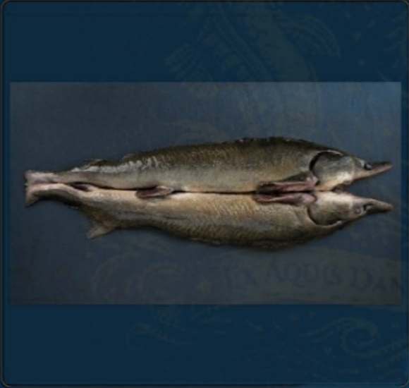Sturgeon Halves